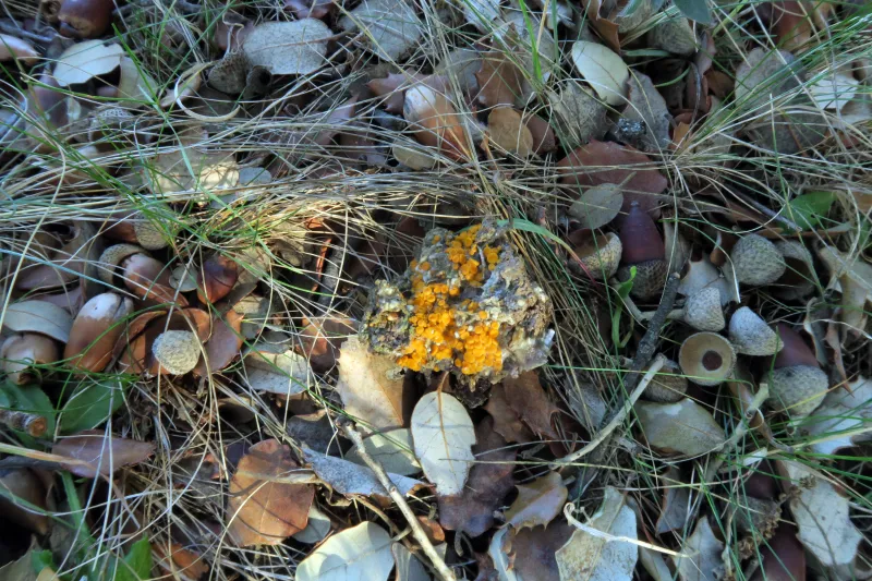 Cheilymenia theleboloides 1 - IMG_4800